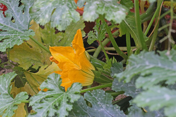 Courgette flower on a plant	