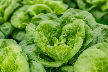 Obraz premium Close-up of vibrant green lettuce heads displaying fresh, leafy textures in a garden, emphasizing natural food and healthy eating.