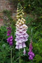 white and purple foxglove flowers in early summer bloom. digitalis toxic flower petals in garden 