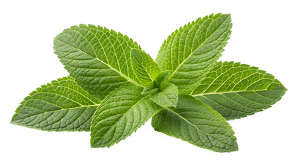 Close-Up of Fresh Mint Leaves