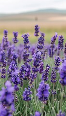 Obraz premium Vibrant lavender field beneath a soft pastel sky at dusk or dawn for a serene landscape