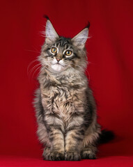 Beautiful Maine Coon kitten on a red background.