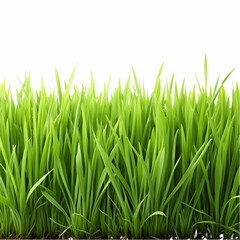 green grass isolated on white