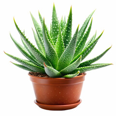 aloe vera plant isolated on white