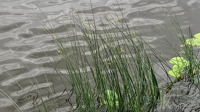 Peaceful water surface with gentle ripples and soft motion of sedge grass swaying in the current. Ideal for themes of nature, calmness, ecology, and summer serenity