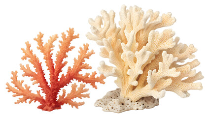 Diverse Corals of the Coral Reef Ecosystem