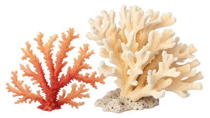 Diverse Corals of the Coral Reef Ecosystem
