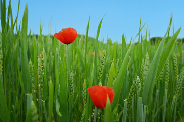 Red poppies bloom among green wheat stalks under a clear blue sky. The scene captures the beauty of nature in a rural setting.
