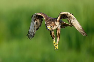 Saker falcon ( falco cherrug ) close up