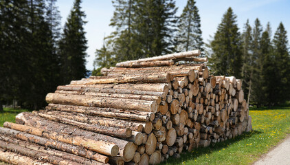 A stack of logs is neatly arranged on a grassy area surrounded by tall evergreen trees. The scene...