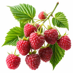 raspberries and leaves