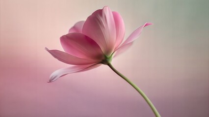 Delicate pink flower soft background