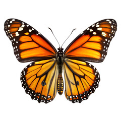 Fototapeta premium butterfly isolated on white background