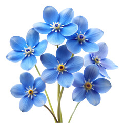 Fototapeta premium forget me not