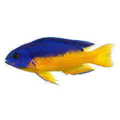 Bicolor Dottyback Isolated on a White Background