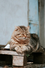 Obraz premium Cute cat