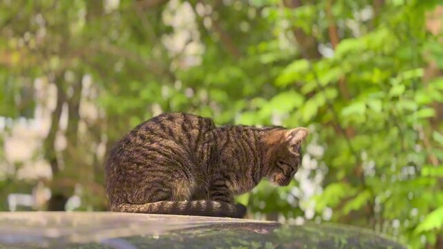 Tabby cat is sitting with its paws tucked under itself, looking around blinkingin a relaxed position. Captured from a Low Angle with sunlight, green trees in the background, outdoor serenity concept. 