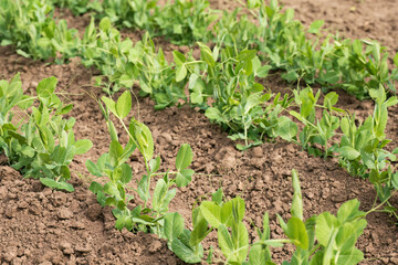 Young pea plants growing in rows
