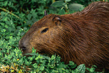Capibara's grazing in the Horto Florestal Park in São Paulo, Brazil