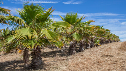 Obraz premium Palm trees plantation at garden center