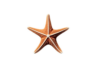 Colorful starfish clip art isolated on white background. Vibrant marine-themed illustration perfect for educational, nautical, and summer design projects.

