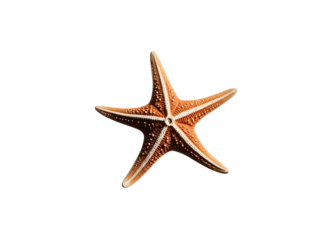 Colorful starfish clip art isolated on white background. Vibrant marine-themed illustration perfect for educational, nautical, and summer design projects.


