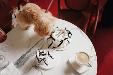 Cute, cheerful, ginger Cavapoo or Cockapoo dog eating cake celebrating birthday. A hybrid breed of...