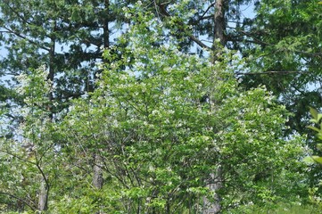 Fototapeta premium Chionanthus tree in bloom with white bell-shaped flowers and unique winged seed pods. Native plant of Korean forests.