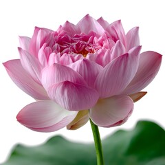 Obraz premium pink lotus flower