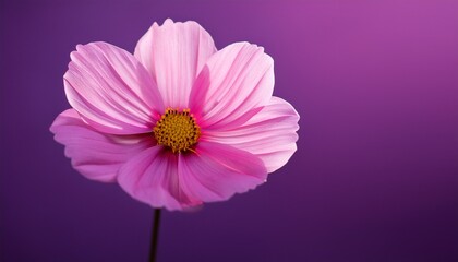 a close up of a pink flower with a purple background