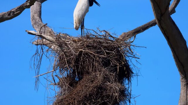 Jabiru Stork Standing on Nest in Dead Tree Against Blue Sky in Pantanal, Brazil