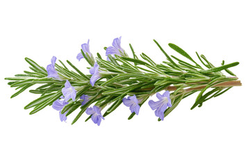 A close up shot of a sprig of rosemary with small purple flowers on a black background in full bloom