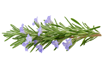 A close up shot of a sprig of rosemary with small purple flowers on a black background in full bloom
