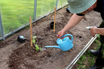 An elderly farmer in rubber boots and a panama hat bends over and waters the planted watermelon sprouts in a greenhouse. Agriculture, a man's hand with a watering can - horizontal photo, close-up