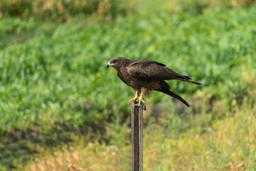 Yellow-billed or black kite on a wooden post