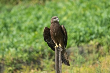 Black Kite on a post