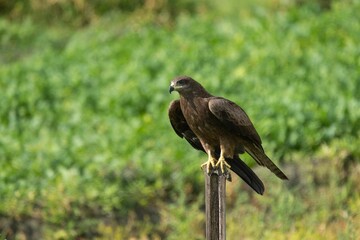 Black kite on a wooden post