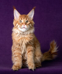 Beautiful Maine Coon kitten on a purple background.