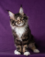 Beautiful Maine Coon kitten on a purple background.