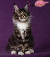 Beautiful Maine Coon kitten on a purple background.