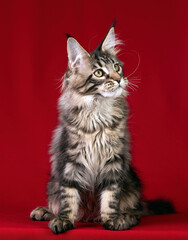 Beautiful Maine Coon kitten on a red background.