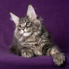 Beautiful Maine Coon kitten on a purple background.