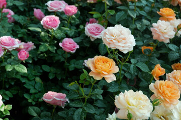 Multicolored rose in flower garden,Сolorful roses in rose garden,English roses of different colors in english garden.