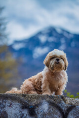 shih tzu dog walks in the mountains