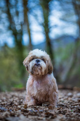 shih tzu dog walks in the mountains