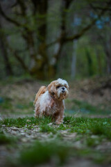 shih tzu dog walks in the mountains