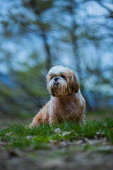 shih tzu dog walks in the mountains
