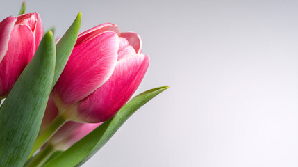Naklejka premium Closeup of Vibrant Pink Tulip Flowers with Green Leaves on a Clean White Background, Symbolizing Spring, Love, and Freshness