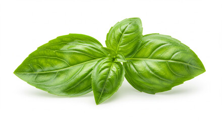 Fresh Green Basil Leaves

