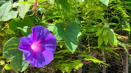 Radiant morning glory with ethereal glow evokes Imbolc renewal, hidden heart-shaped leaves...